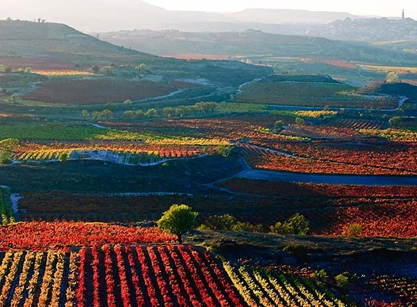 تاکستان لاریوخا (La Rioja Vineyards)