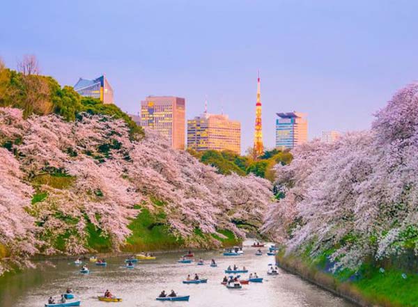 اهمیت و مفهوم جشن شکوفه‌های گیلاس ژاپن