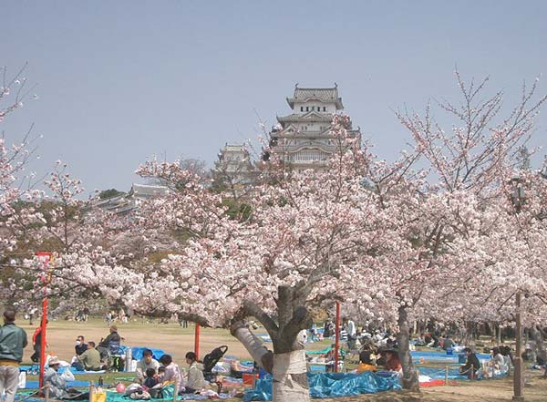 بزرگترین فستیوال ژاپن: جشن شکوفه های گیلاس توکیو