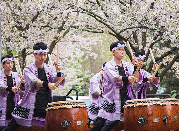 رسوم و آیین های جشن شکوفه‌های گیلاس