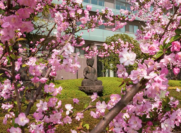 تاریخچه جشن شکوفه های گیلاس