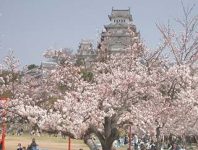 شکوفه های گیلاس توکیو
