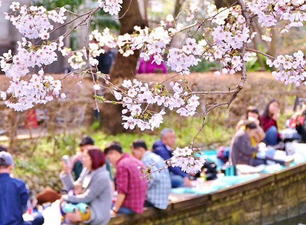 بزرگترین فستیوال ژاپن: جشن شکوفه های گیلاس توکیو