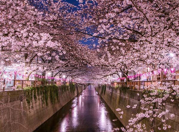 ساکورا؛ درختان شکوفه گیلاس