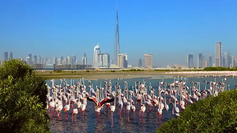 بازدید از پارک فلامینگو (Flamingo Park) دبی