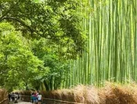 جنگل بامبو در ژاپن + جاذبه ها + تصاویر