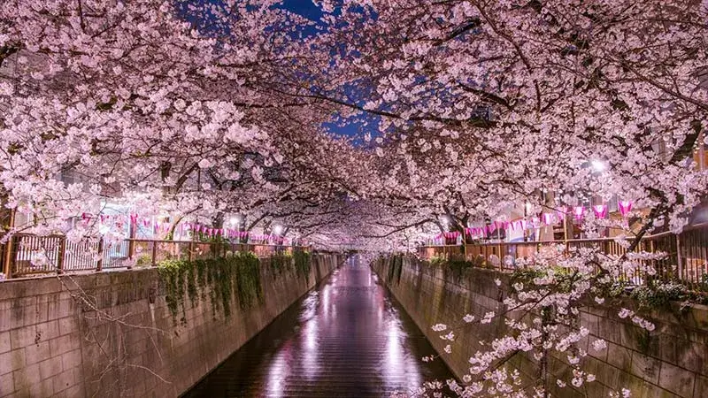 جشنواره گلهای گیلاس | ساکورا ماتسوری Sakura Matsuri
