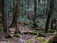 جنگل خودکشی ژاپن کجاست؟