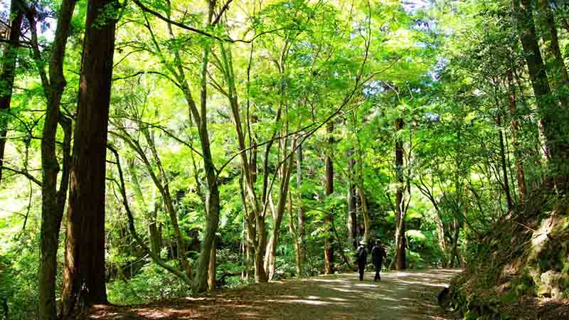 جنگل باستانی کوه کاسوگا
