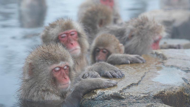 پارک میمون‌های جیگوکودانی