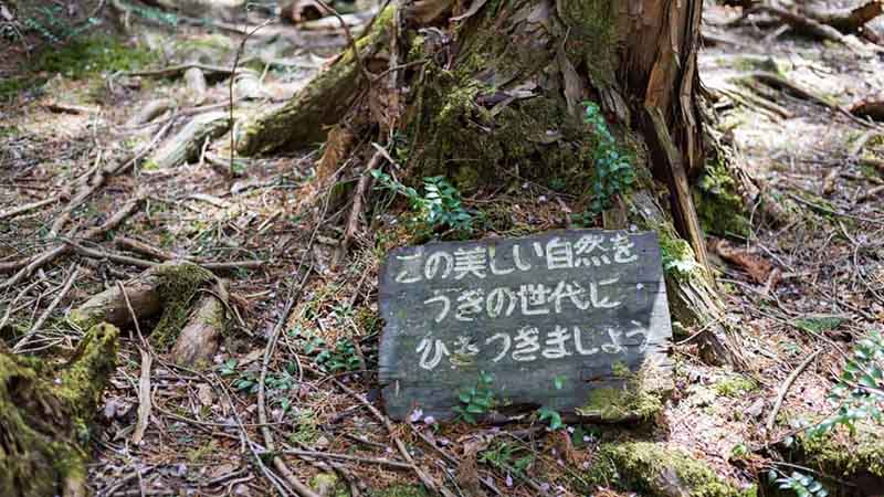 سایر نکات جالب راجع به جنگل خودکشی