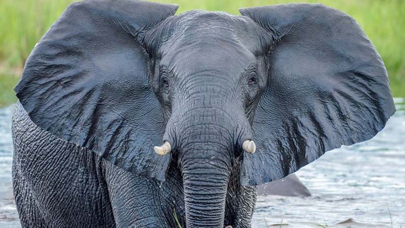 فیل آفریقایی از بزرگترین حیوانات آفریقای جنوبی