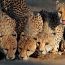 گشتی در قلمرو حیوانات آفریقای جنوبی