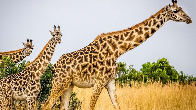 زرافه آفریقایی از بلندترین حیوانات آفریقای جنوبی