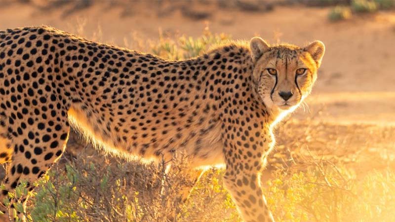 چیتاها از سریع‌ترین حیوانات آفریقای جنوبی