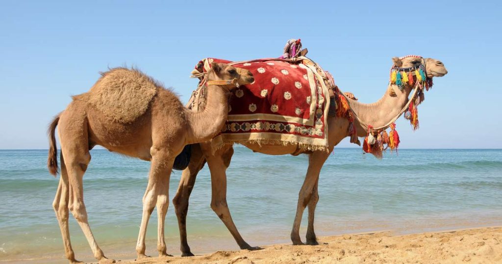 ساحل شتر (Camel Beach)
