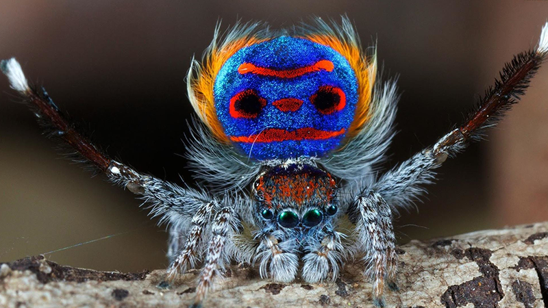 یکی از عجیب‌ترین حیوانات در دنیا به نام Maratus volans _عنکبوت رنگارنگ طاووسی