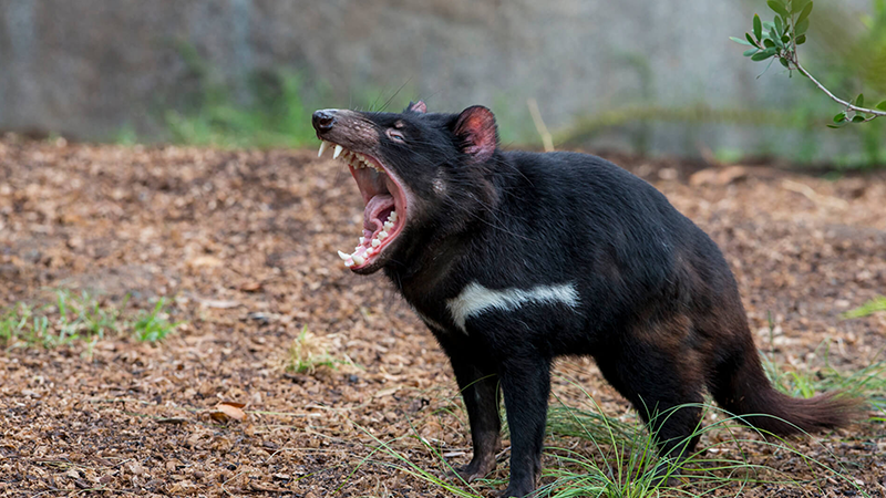 یکی از عجیب‌ترین حیوانات جهان به نام Tasmanian Devil _ شیطان تاسمانی