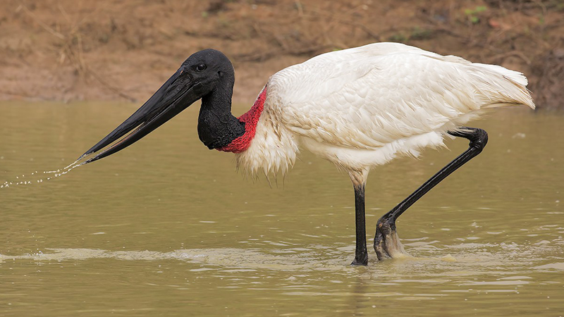 یکی از عیب‌ترین حیوانات جهان به نام Jabiru Stork _ لک لک گردن کلفت یا لک لک جابیرو