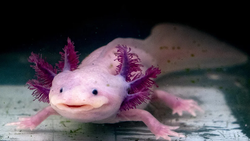 یکی از عجیب‌ترین حیوانات در دنیا به نام Axolotl _ سمندر مکزیکی یا ماهی اکسولوتل