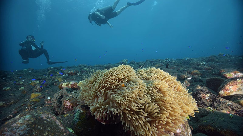 غواصی در بالی امد و گیلی سلنگ (AMED AND GILI SELANG)