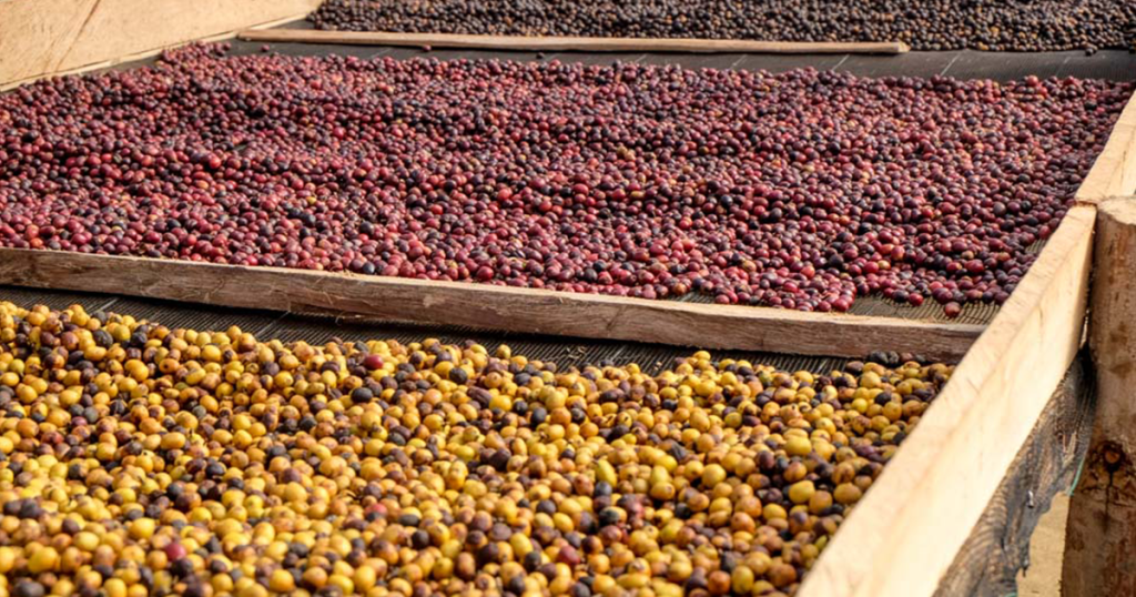 خشک کردن میوه های قهوه برزیل در روی سکوهای مخصوص