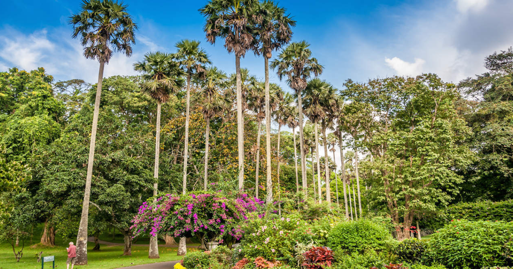 باغ گیاه‌شناسی پرادنیا (Peradeniya Botanical Gardens) سریلانکا