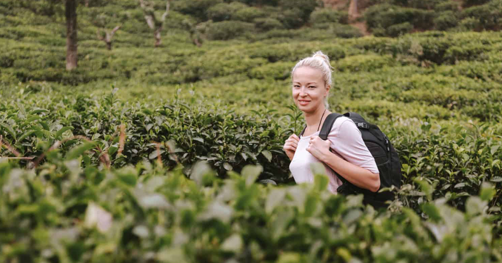 مزارع چای سریلانکا 