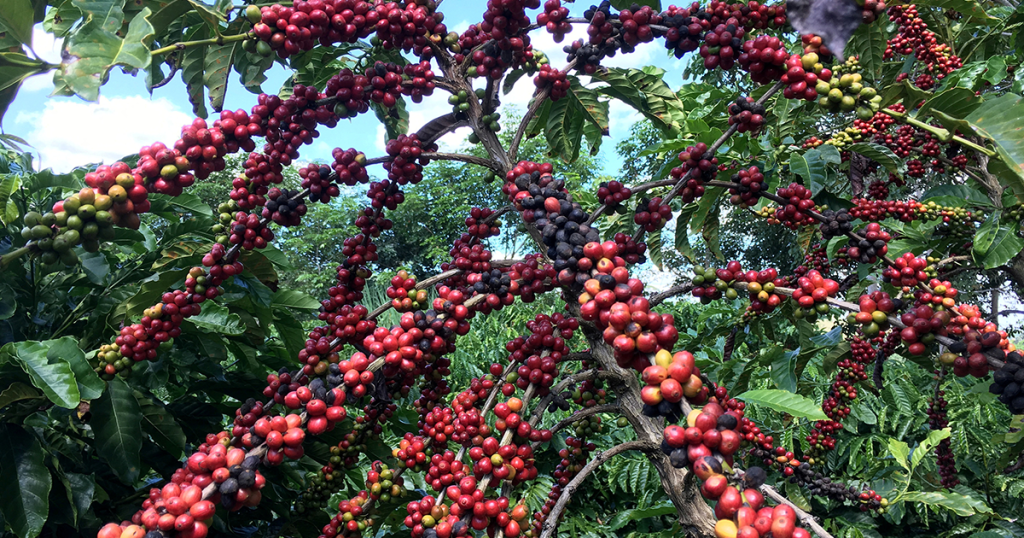 شاخه‌های پر از میوه قهوه در برزیل 