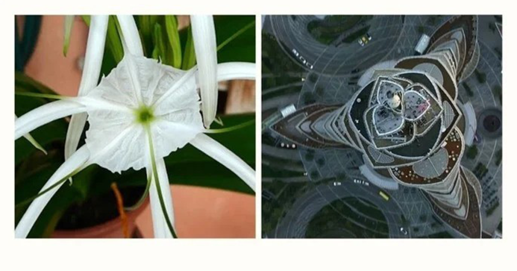 تصویری از برج خلیفه و گل Hymenocallis که ظاهر برج از این گل الهام گرفته شده.