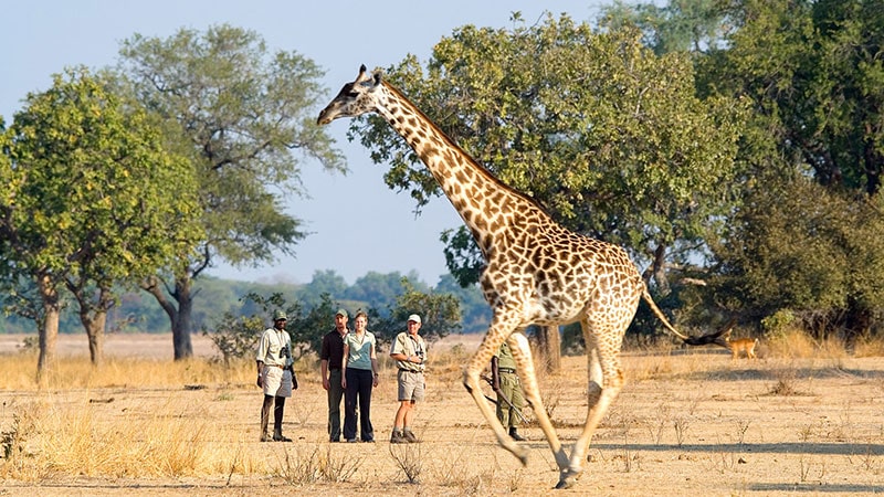 سافاری پیاده روی | Walking Safaris