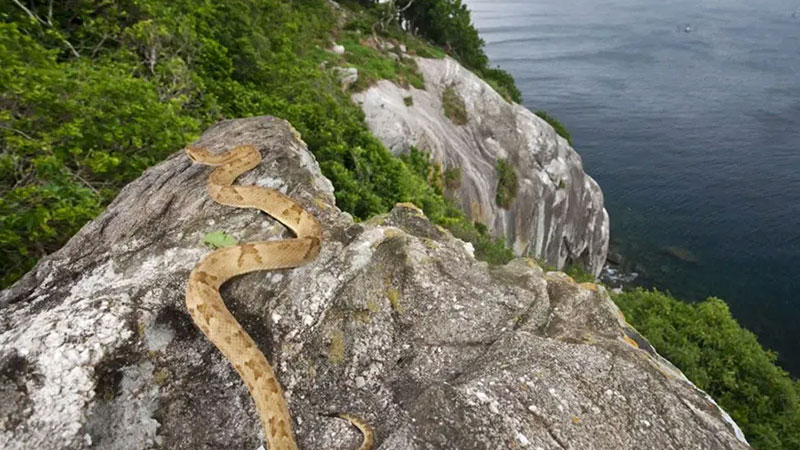 جزیره مار، برزیل (Snake Island)