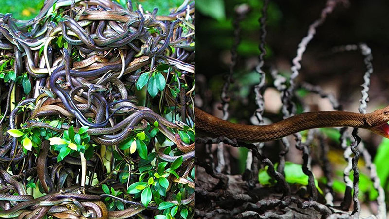 جزیره مار، برزیل (Snake Island)