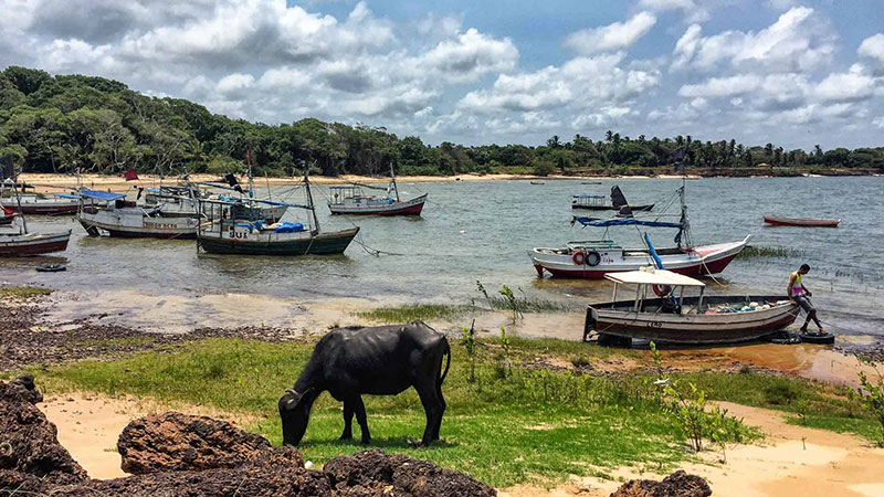 جزیره ماراجو، پارا (Ilha do Marajó, Pará)؛ جزیره گاومیش‌ها