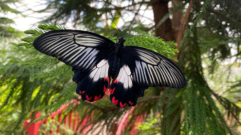 مزرعه پروانه‌ها (Butterfly Farm) از زیباترین تفریحات استانبول برای کودکان