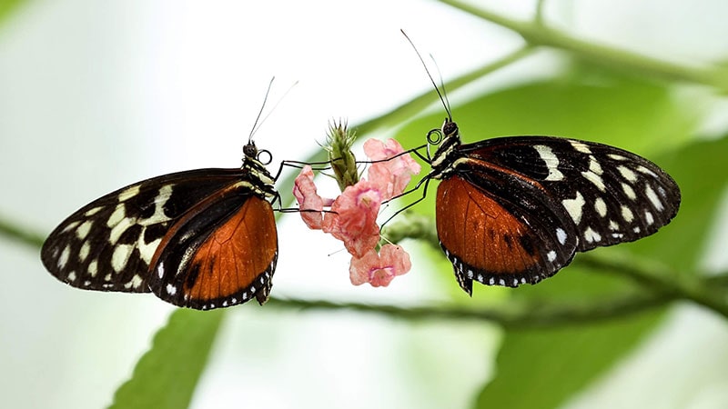 مزرعه پروانه‌ها (Butterfly Farm) از زیباترین تفریحات استانبول برای کودکان