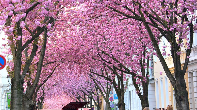 تونل شکوفه‌های گیلاس (Cherry Blossom Tunnel) در بن آلمان