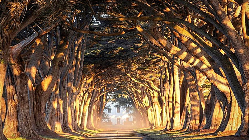 تونل درخت سرو (Cypress Tree Tunnel) در کالیفرنیا آمریکا