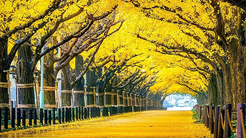 تونل درخت جینکو (Ginkgo Tree Tunnel) در توکیو ژاپن