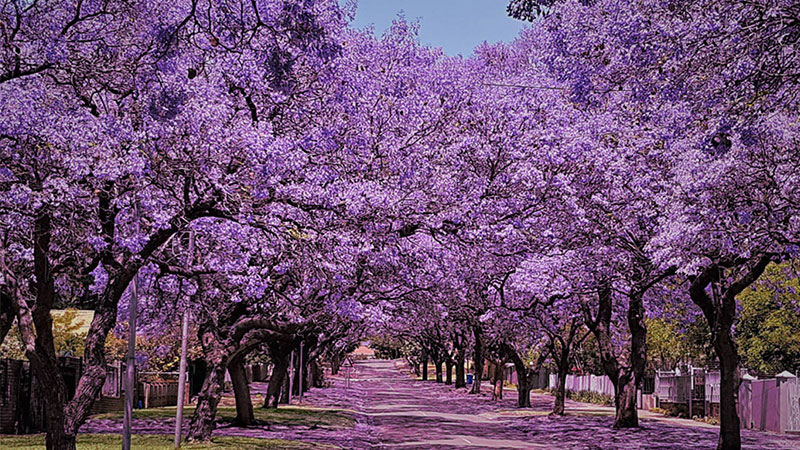 مسیر جاکاراندا (Jacaranda Walk) در پرتوریا آفریقای جنوبی