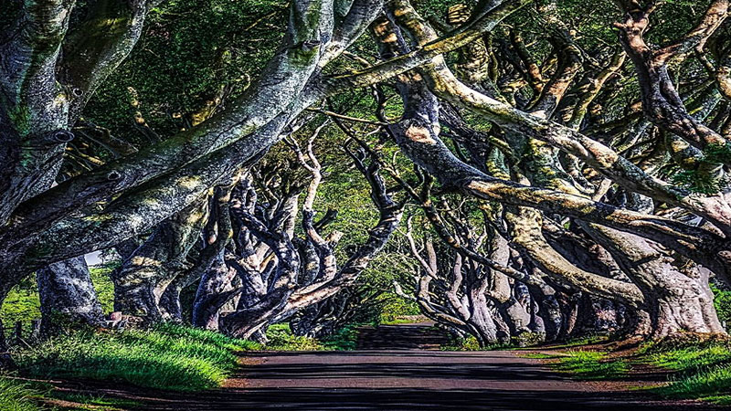 تونل پرچین‌های تاریک (The Dark Hedges) در ایرلند شمالی از عجیب‌ترین تونل های درختی