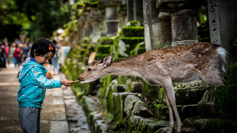 پارک نارا (Nara Park)