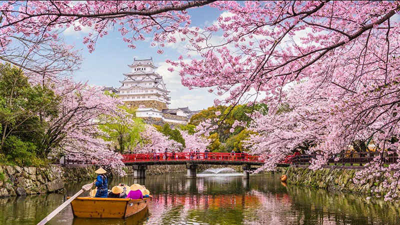 جشنواره شکوفههای گیلاس ژاپن / Cherry Blossom Festival – Japan