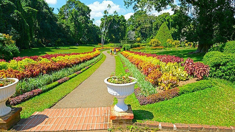 باغهای گیاهشناسی پریادیانیا (Peradeniya Botanical Gardens)