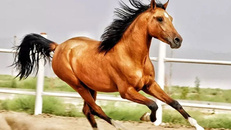 جشنواره ملی زیبایی اسب اصیل دره‌شوری شیراز
