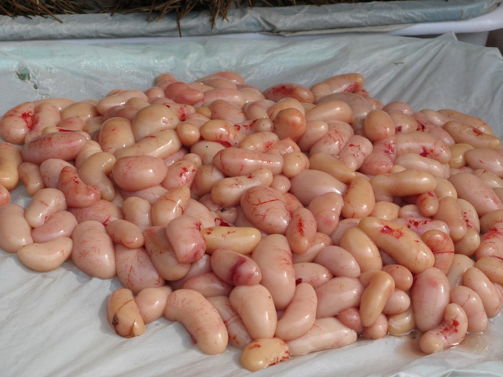 بیضه مرغ