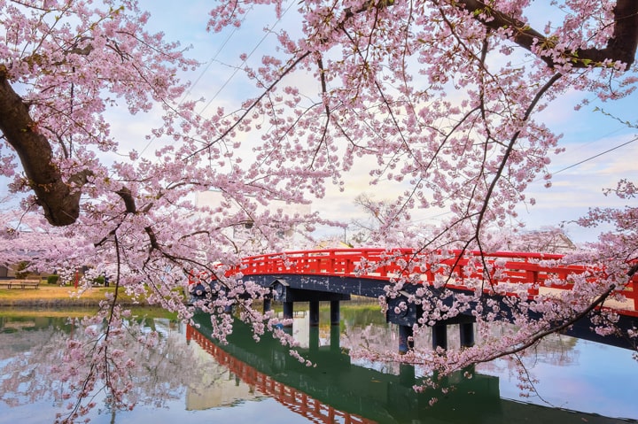 جشنواره شکوفههای گیلاس، ژاپن / Cherry Blossom Festival