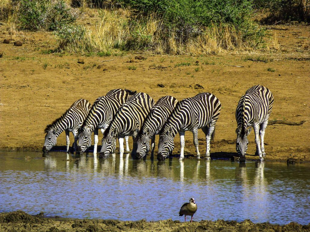 پیلانسبرگ (Pilanesberg National Park) از معروفترین پارکهای ملی آفریقای جنوبی