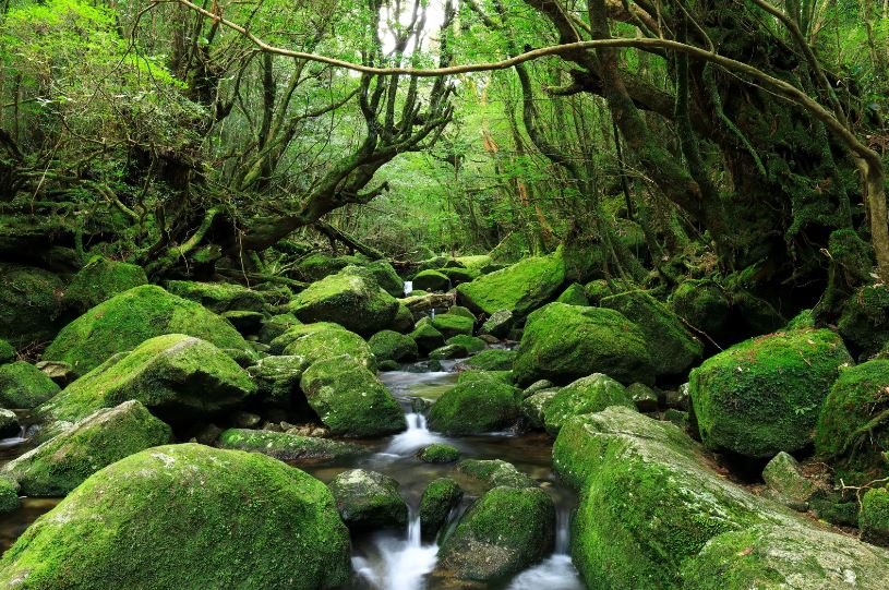 یاکوشیما / Yakushima
