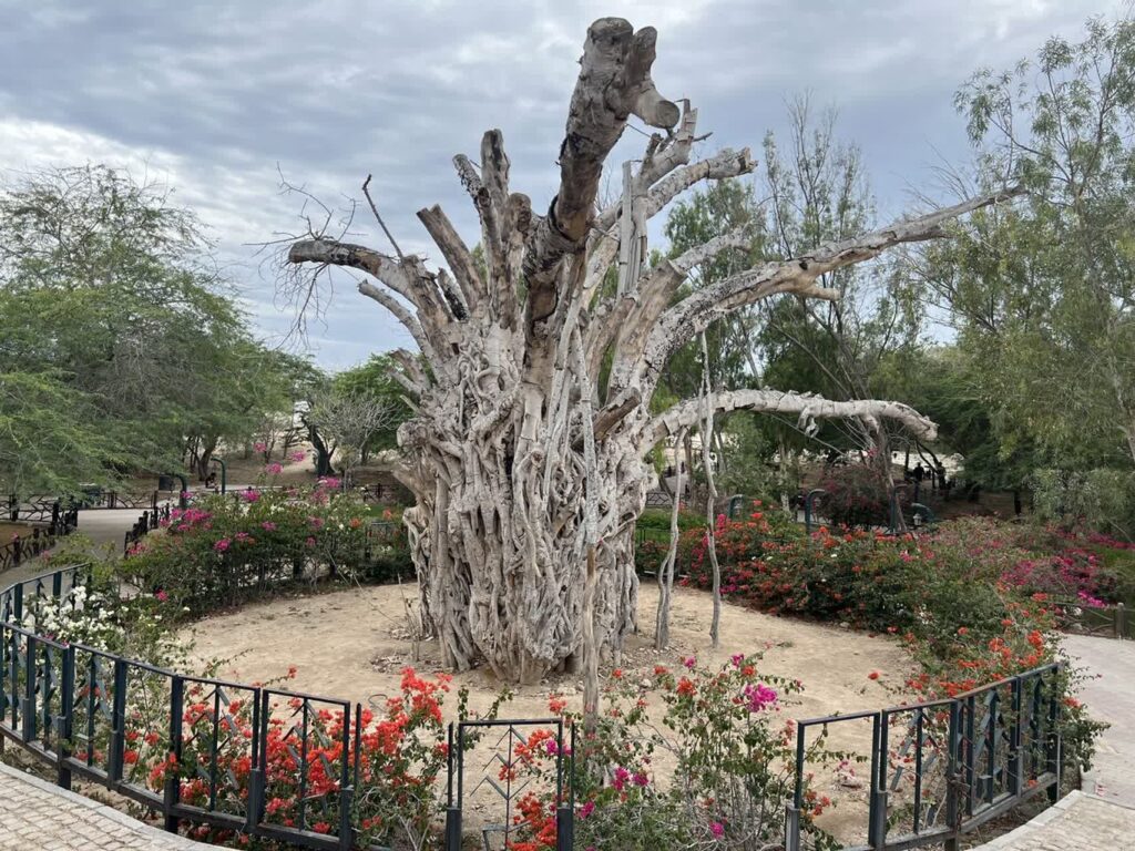 درخت سبز